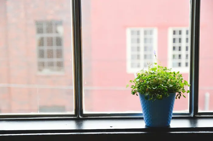 Photo d'une plante devant une fenêtre, une des astuces d'ImmoJeune pour décorer son appartement étudiant